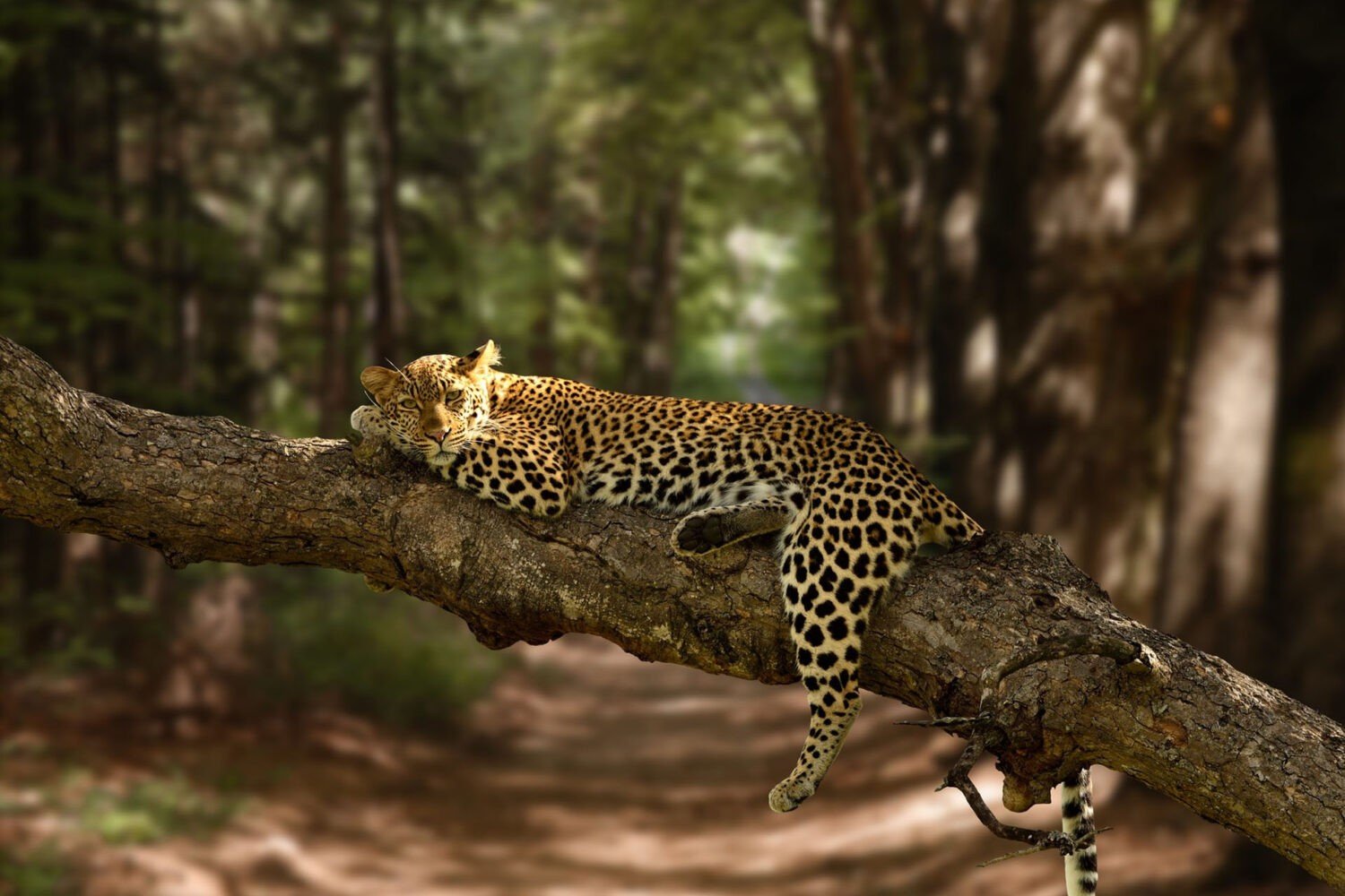 A leopard is sleeping on a branch of a tree in the Serengeti National Park in Tanzania. The leopard is a large, spotted cat with a long tail. It is resting its head on its paws and its eyes are closed. The leopard is in a peaceful sleep, unaware of the beauty of the surrounding savanna.