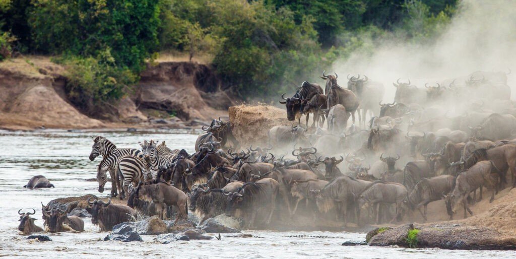 A large herd of wildebeest are crossing a river during the great migration between the Serengeti and Maasai Mara. The wildebeest are packed tightly together, and they are all moving in the same direction. The river is fast-moving and muddy, and the wildebeest are struggling to keep their footing. Some of the wildebeest are being swept downstream, and others are being trampled by the other animals. Despite the dangers, the wildebeest continue to cross the river, determined to reach their destination.