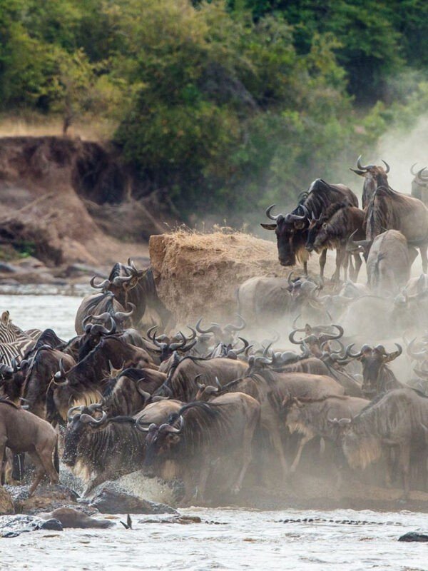 A large herd of wildebeest are crossing a river during the great migration between the Serengeti and Maasai Mara. The wildebeest are packed tightly together, and they are all moving in the same direction. The river is fast-moving and muddy, and the wildebeest are struggling to keep their footing. Some of the wildebeest are being swept downstream, and others are being trampled by the other animals. Despite the dangers, the wildebeest continue to cross the river, determined to reach their destination.