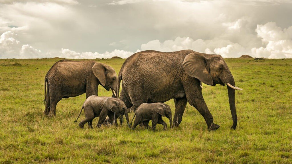 An elephant mother and her two calves are walking through the savanna in Tarangire National Park, Tanzania. The mother elephant is a large, gray animal with long tusks. The two calves are smaller than the mother and are a lighter gray color. They are following closely behind their mother, and they are all looking for food.