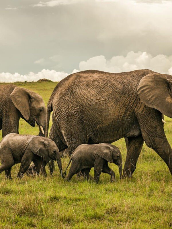 An elephant mother and her two calves are walking through the savanna in Tarangire National Park, Tanzania. The mother elephant is a large, gray animal with long tusks. The two calves are smaller than the mother and are a lighter gray color. They are following closely behind their mother, and they are all looking for food.