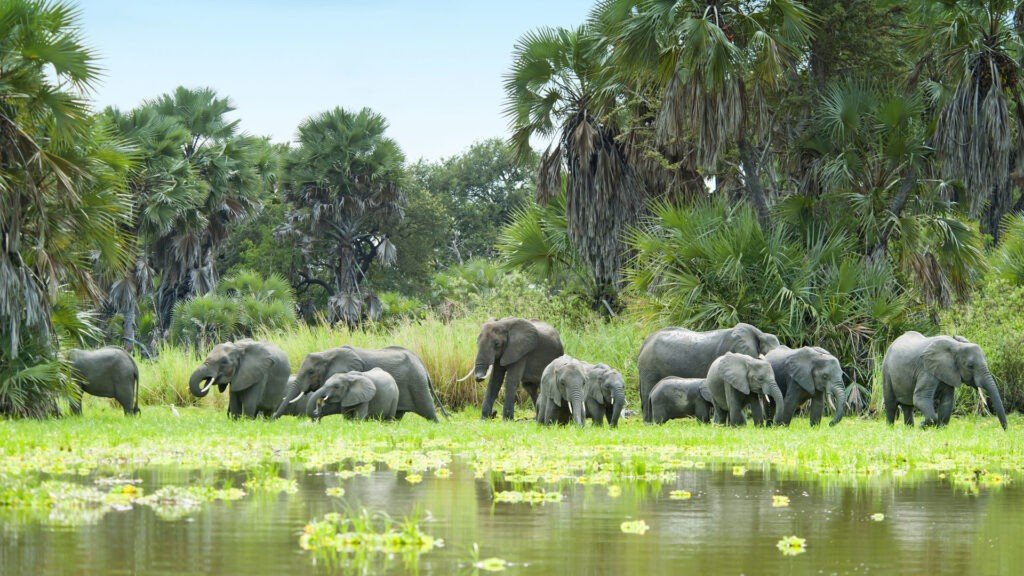 A family of elephants playing in the water.