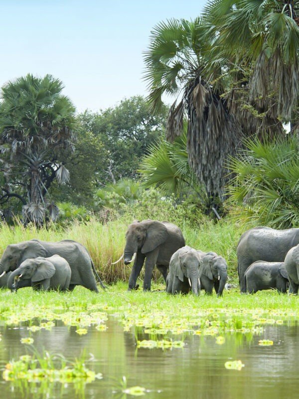 A family of elephants playing in the water.