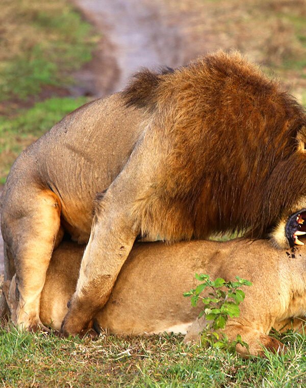 The male lion is mounting the female lion, and they are both engaged in sexual activity.