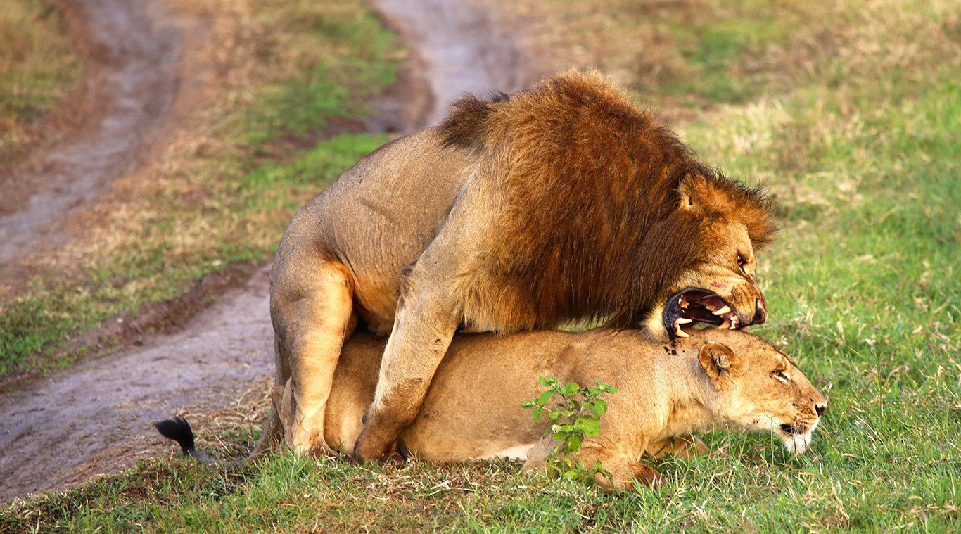 The male lion is mounting the female lion, and they are both engaged in sexual activity.