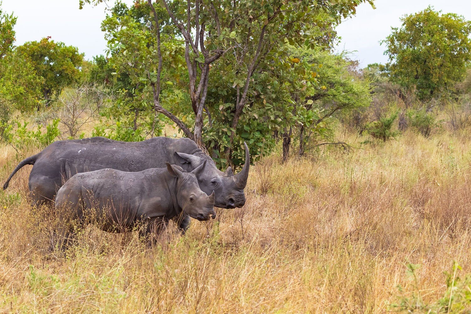 A rhinoceros mother and her baby stand in the savanna. The mother is a large, gray animal with a horn on her nose. The baby is smaller and browner than the mother. They are both looking at the camera.