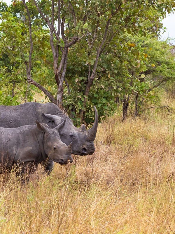 A rhinoceros mother and her baby stand in the savanna. The mother is a large, gray animal with a horn on her nose. The baby is smaller and browner than the mother. They are both looking at the camera.
