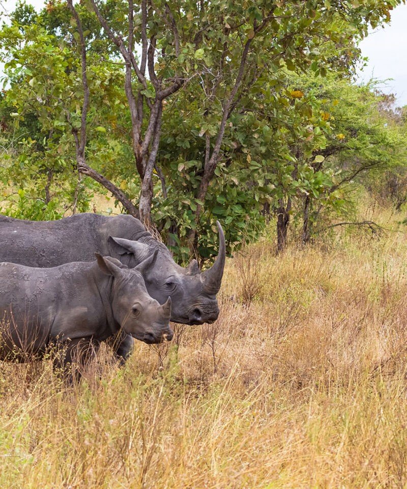 A rhinoceros mother and her baby stand in the savanna. The mother is a large, gray animal with a horn on her nose. The baby is smaller and browner than the mother. They are both looking at the camera.