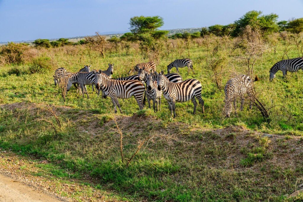 A group of zebras graze in the Serengeti National Park, Tanzania. The zebras are black and white, and they have stripes that help them to blend in with their surroundings. The zebras are social animals, and they live in herds of up to 100 individuals. The zebras are preyed upon by lions, leopards, and cheetahs.