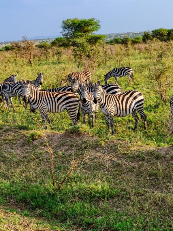 A group of zebras graze in the Serengeti National Park, Tanzania. The zebras are black and white, and they have stripes that help them to blend in with their surroundings. The zebras are social animals, and they live in herds of up to 100 individuals. The zebras are preyed upon by lions, leopards, and cheetahs.