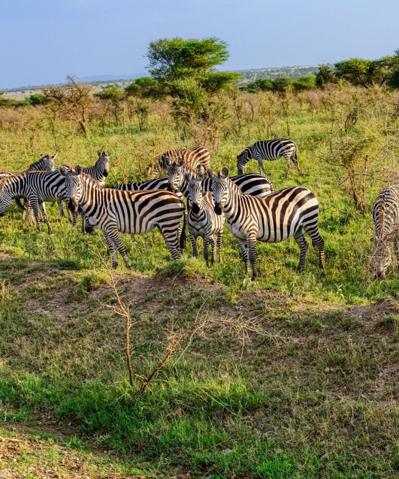 A group of zebras graze in the Serengeti National Park, Tanzania. The zebras are black and white, and they have stripes that help them to blend in with their surroundings. The zebras are social animals, and they live in herds of up to 100 individuals. The zebras are preyed upon by lions, leopards, and cheetahs.
