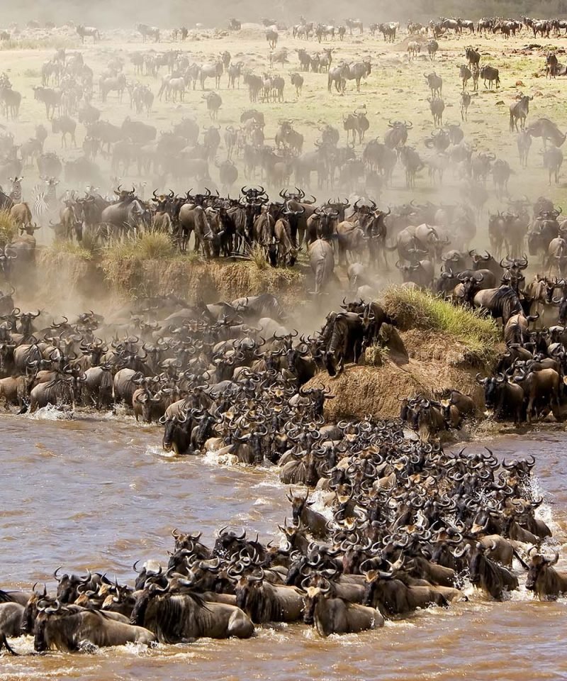 The great Serengeti wildebeest migration is the movement of vast numbers of the Serengeti’s wildebeest,